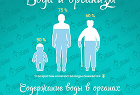 Вода и организм Вода и организм
